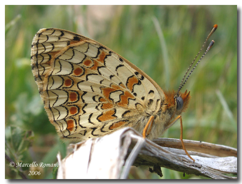 Melitaea aetherie